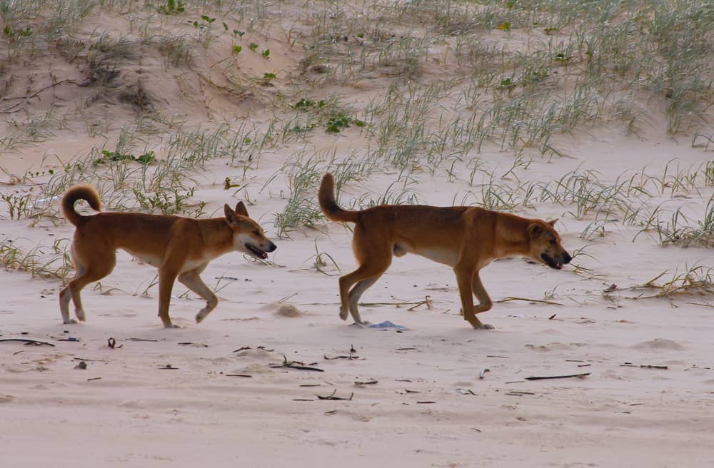 Dingo K'gari Fraser Island Adventurerz