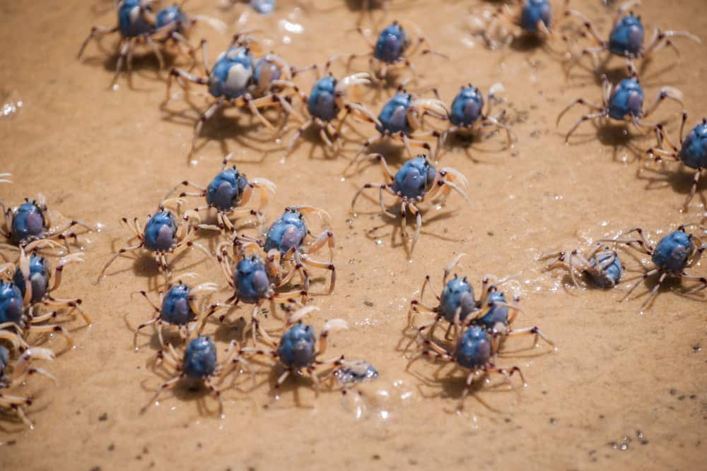 Soldier Crabs K'gari Fraser Island Adventurerz