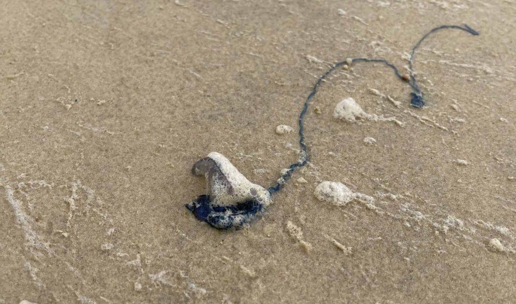 a piece of blue material is on the sand.