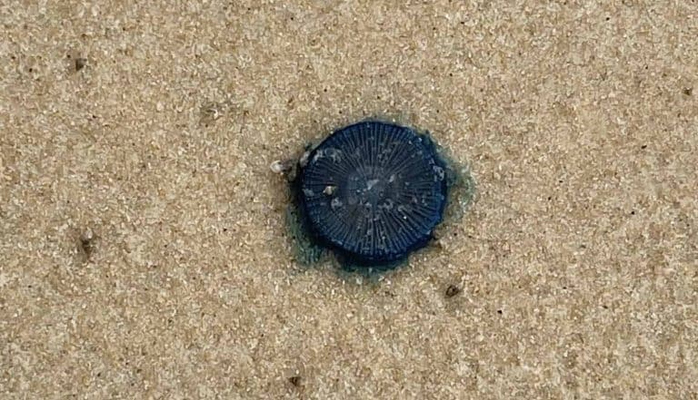 blue button jellyfish