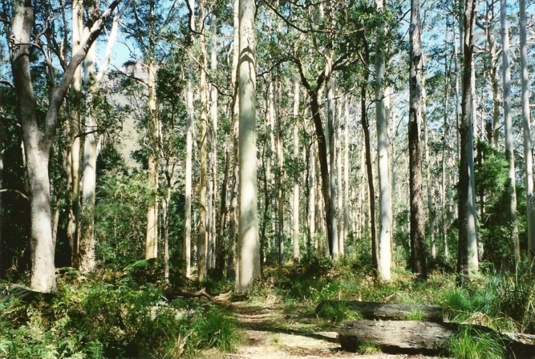 Blue_Gum_Forest