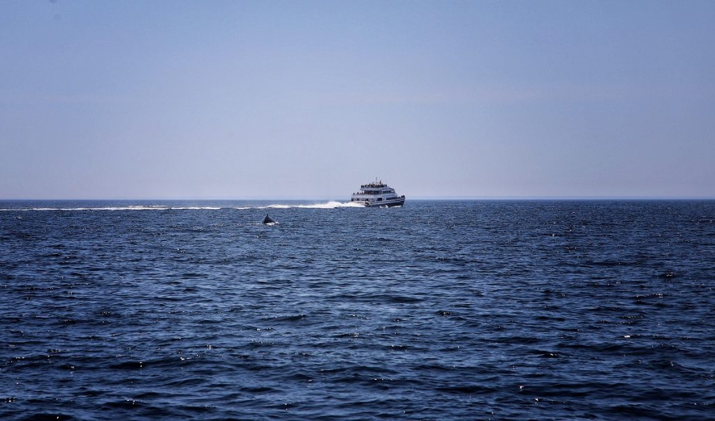 whale watching,whale watching queensland Adventurerz