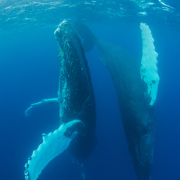 whale watching,whale watching queensland Adventurerz