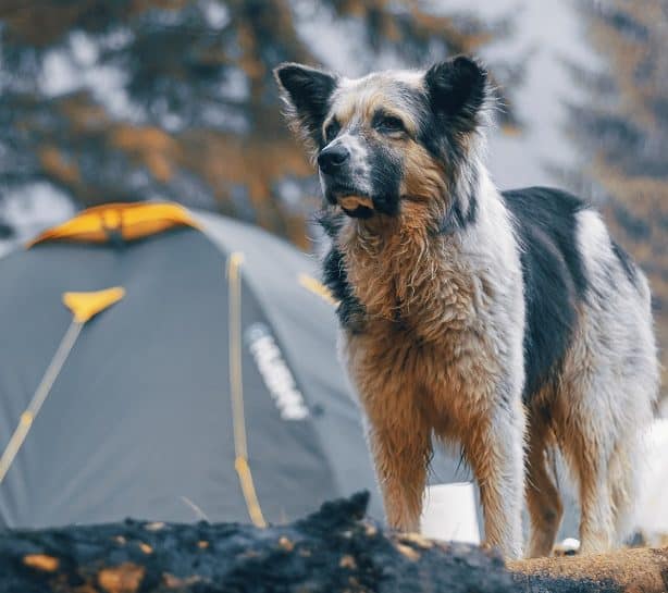 camping-with-dog