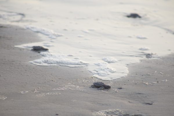 Mon Repos Turtle Centre Baby Turtles